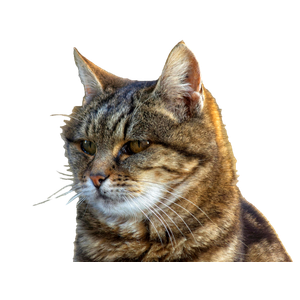 A Serene Brown Tabby Cat Captured In Natural Light With Soft Focus Background. 15110 - Cat PNG image with transparent background